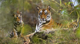 Wildlife Tour Bandhavgarh