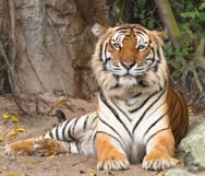 Bengal Tiger