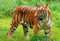 golden triangle tour tiger trail
