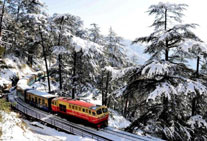 golden triangle tour shimla himachal