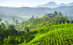 kerala munnar