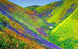 valley of flowers